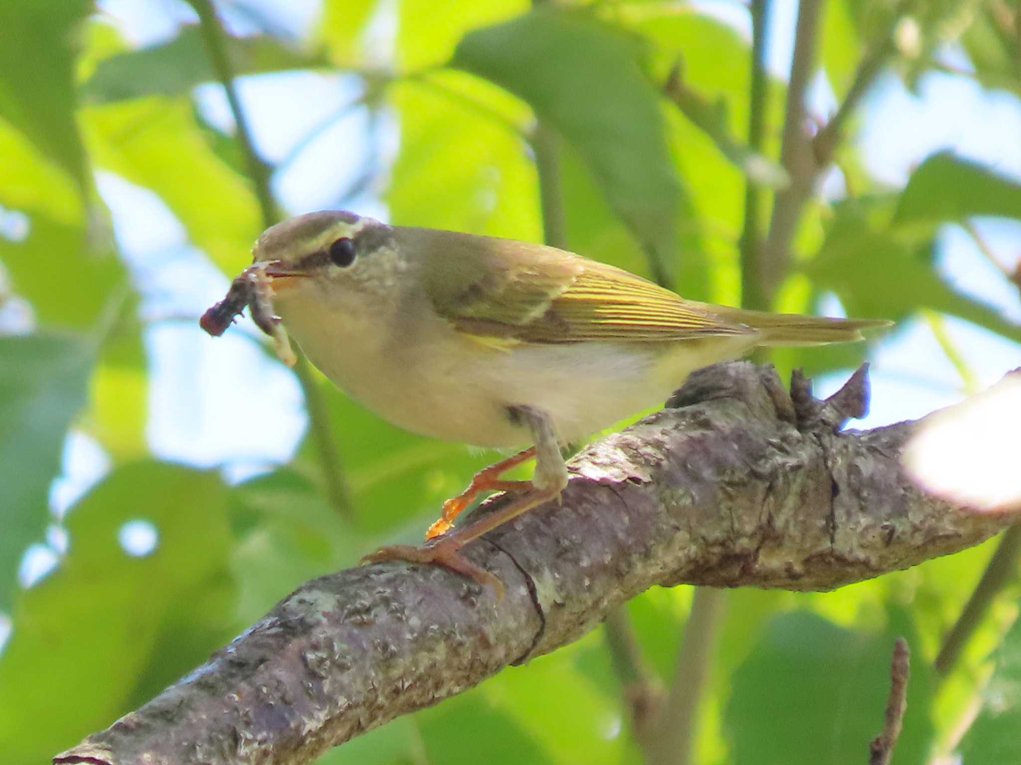 Eastern Crowned Warbler