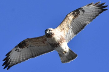 ノスリ 葛西臨海公園 2019年1月3日(木)