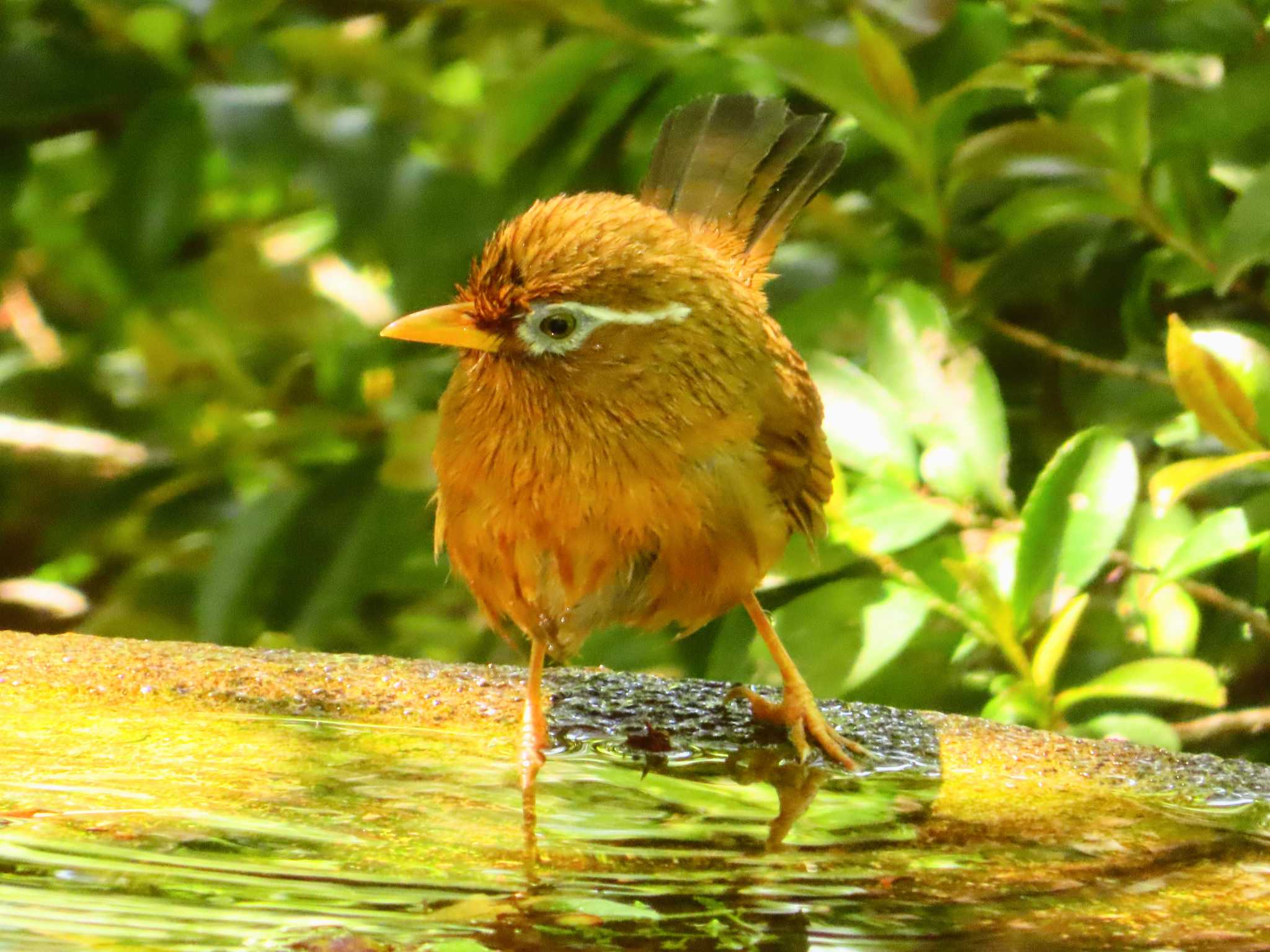 権現山(弘法山公園) ガビチョウの写真