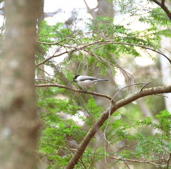 シジュウカラ 八ヶ岳 2024年4月29日(月)