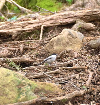 Japanese Tit 八ヶ岳 Mon, 4/29/2024