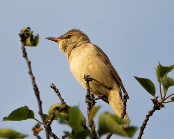 Oriental Reed Warbler Isanuma Mon, 5/6/2024