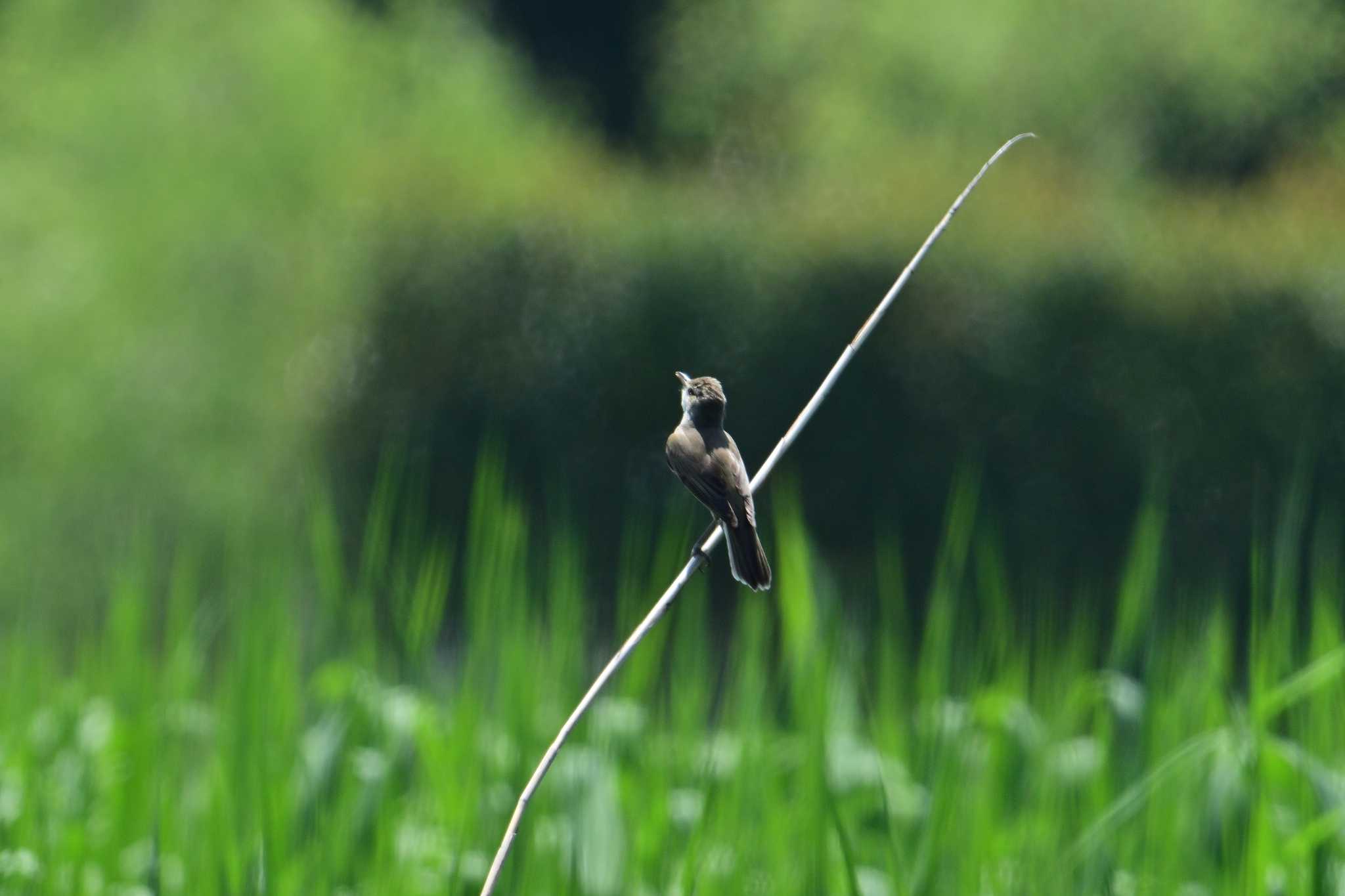 Oriental Reed Warbler