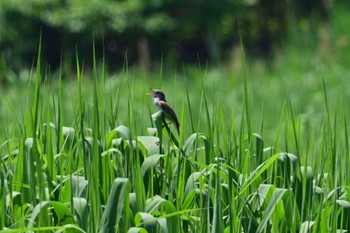 Oriental Reed Warbler 平城宮跡 Sun, 5/5/2024