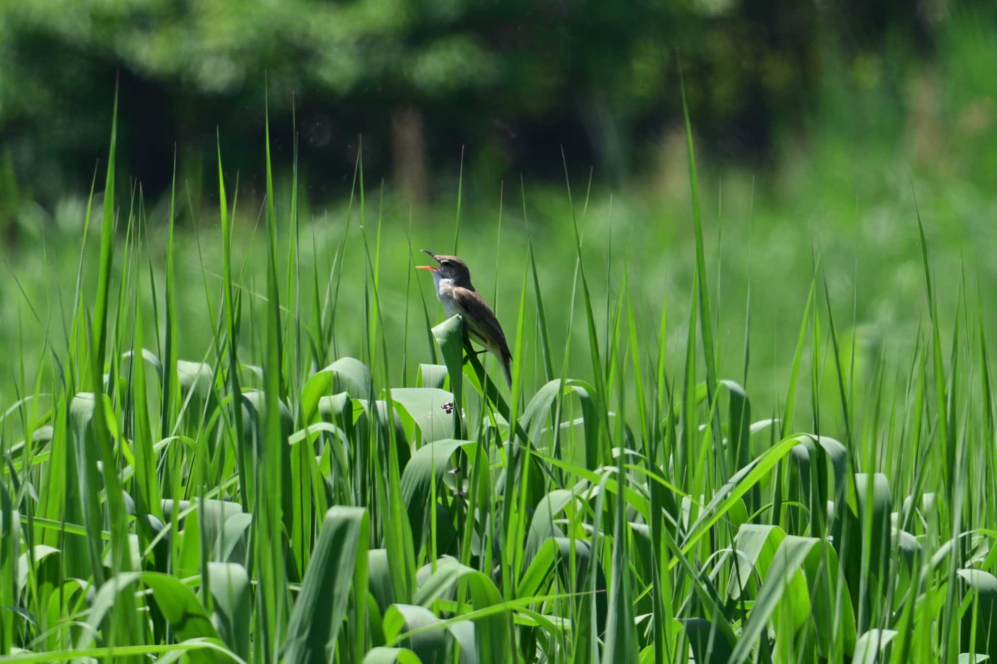 Oriental Reed Warbler