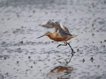 Bar-tailed Godwit Sambanze Tideland Sun, 4/21/2024