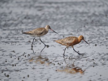 Bar-tailed Godwit Sambanze Tideland Sun, 4/21/2024