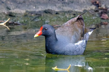 バン 都立浮間公園 2024年4月27日(土)