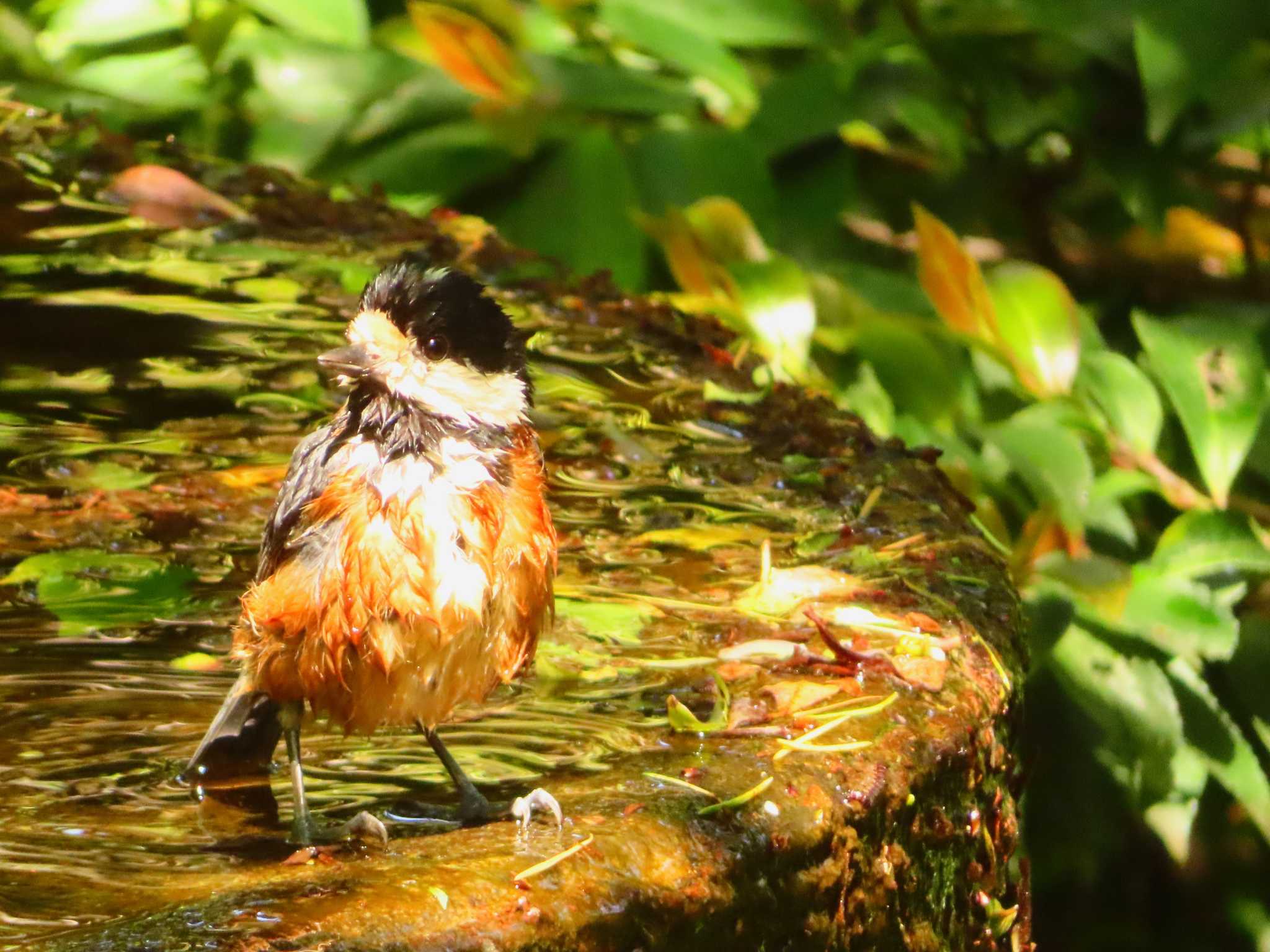 権現山(弘法山公園) ヤマガラの写真