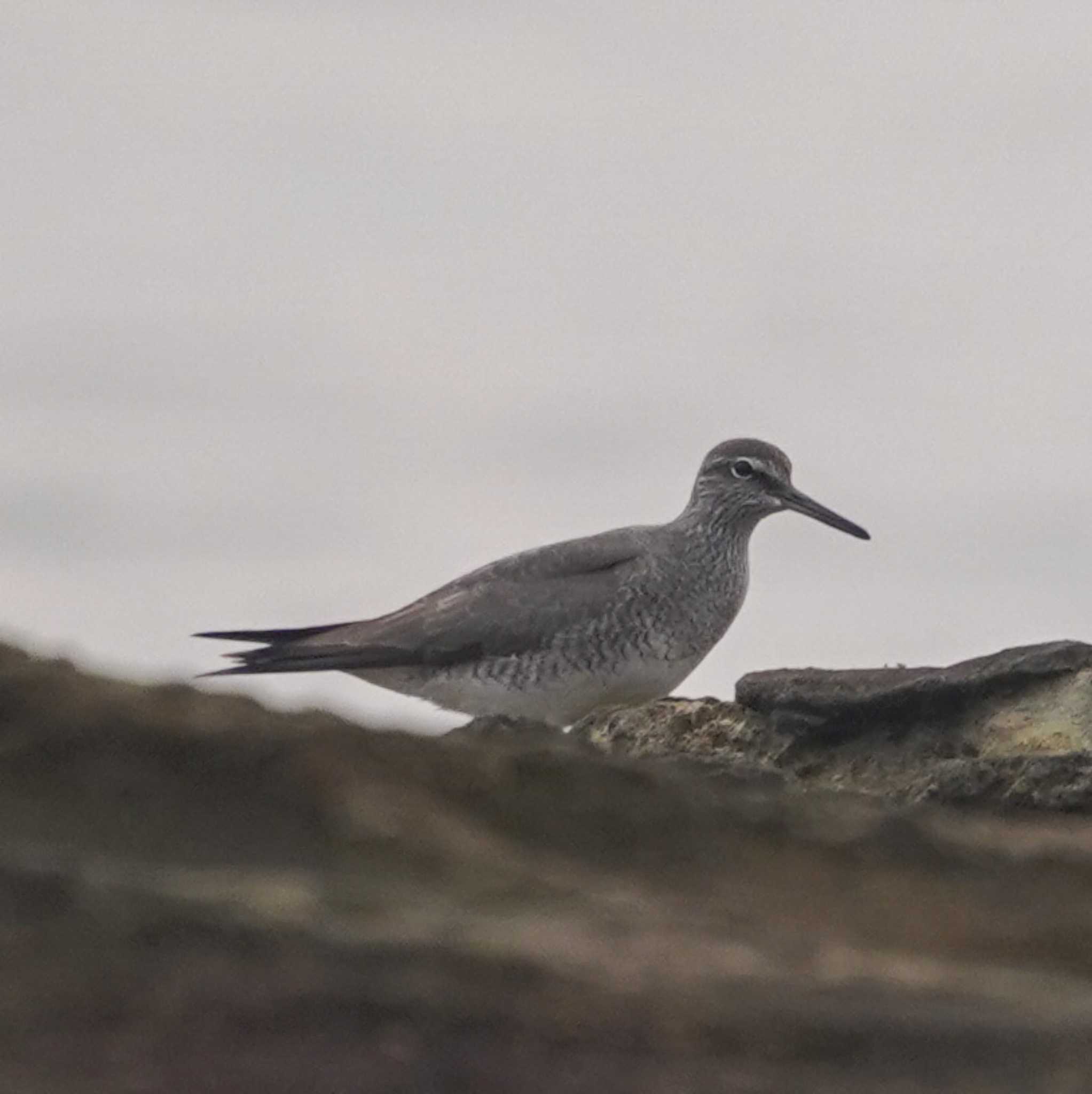 Photo of Grey-tailed Tattler at 観音崎公園 by misa X