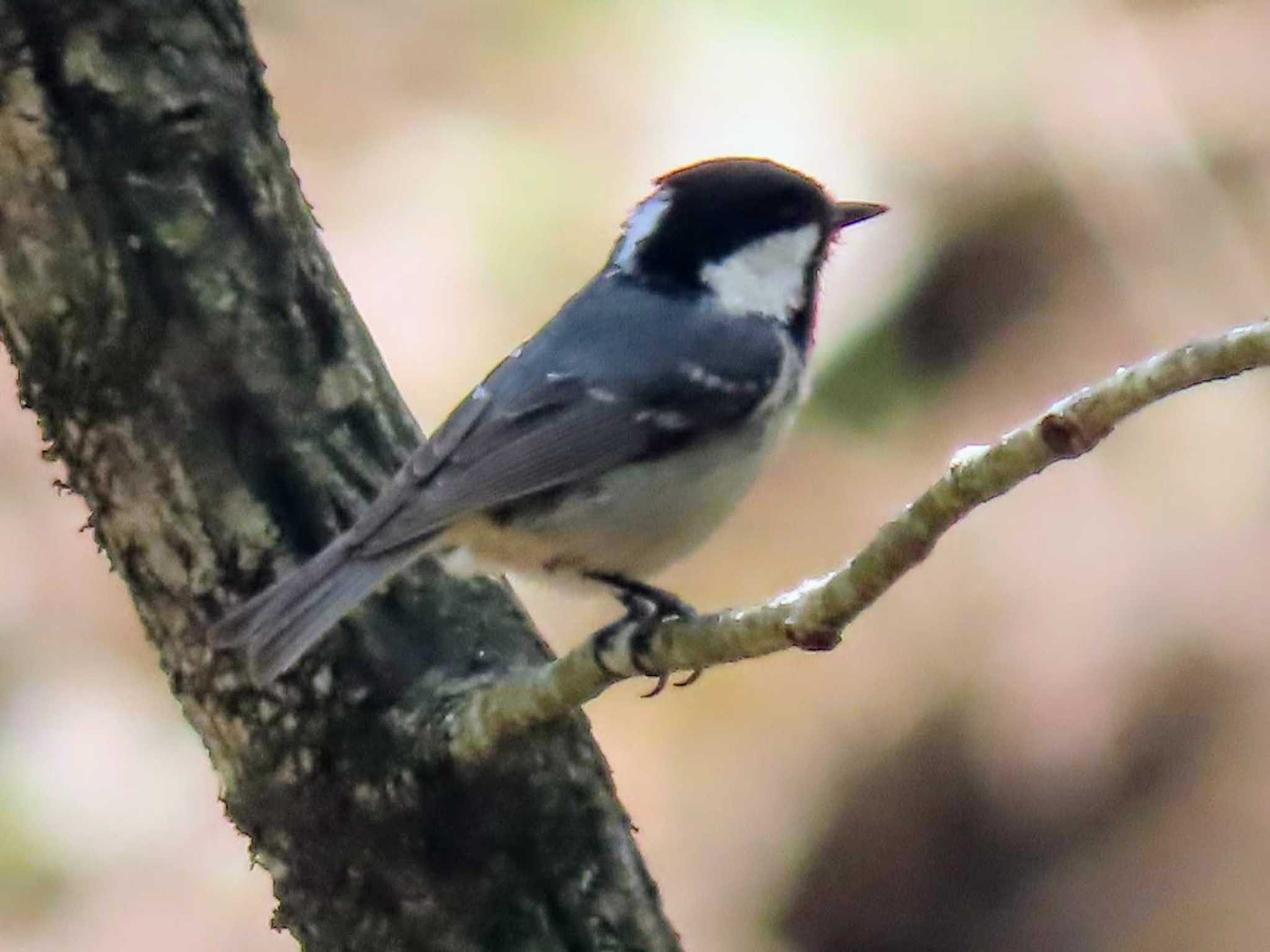 Photo of Coal Tit at Yanagisawa Pass by すず