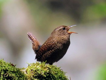 Eurasian Wren Yanagisawa Pass Sun, 5/5/2024