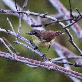 Golden-bellied Gerygone Bang Pu Recreation Center Wed, 5/1/2024