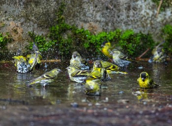 Eurasian Siskin 河口湖町 Mon, 4/29/2024