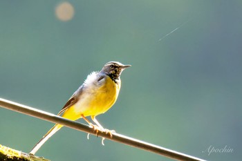 Grey Wagtail 日向渓谷 Sun, 4/28/2024