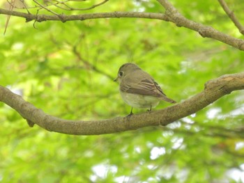 2024年5月8日(水) 京都御苑の野鳥観察記録