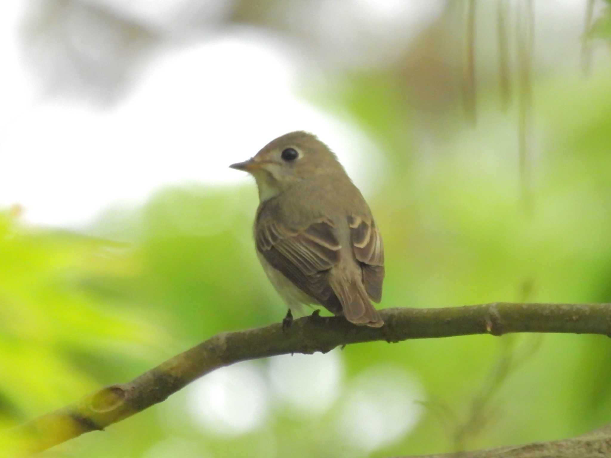 Photo of Asian Brown Flycatcher at Kyoto Gyoen by ゆりかもめ
