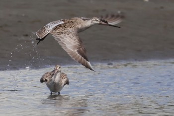 オオソリハシシギ ふなばし三番瀬海浜公園 2024年4月20日(土)