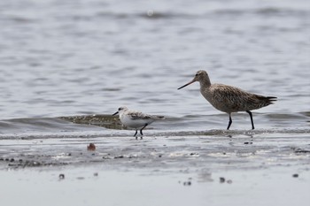 ミユビシギ ふなばし三番瀬海浜公園 2024年4月20日(土)