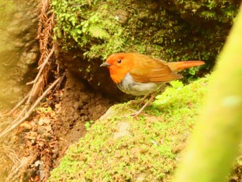 Japanese Robin 日向渓谷 Sat, 4/20/2024