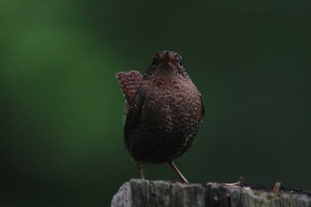 Eurasian Wren 北海道 Tue, 5/30/2023