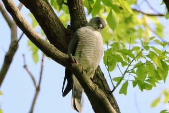 Japanese Sparrowhawk 千葉県立行田公園 Mon, 5/6/2024