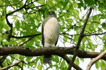 ツミ 千葉県立行田公園 2024年5月6日(月)