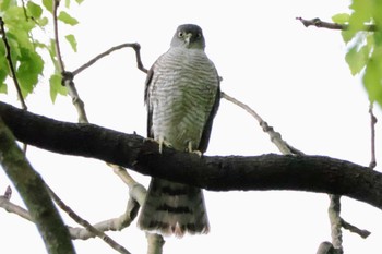 Japanese Sparrowhawk 千葉県立行田公園 Thu, 5/2/2024