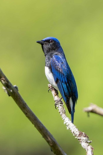 Blue-and-white Flycatcher 神奈川県 Sun, 4/28/2024