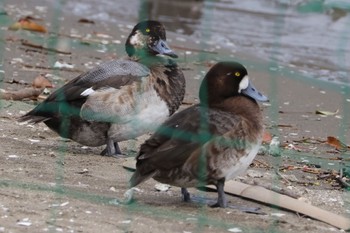 未同定 ふなばし三番瀬海浜公園 2024年4月20日(土)