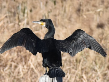 カワウ 葛西臨海公園 2019年1月3日(木)