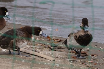 未同定 ふなばし三番瀬海浜公園 2024年4月20日(土)