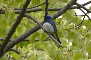 Blue-and-white Flycatcher 札幌モエレ沼公園 Wed, 5/8/2024