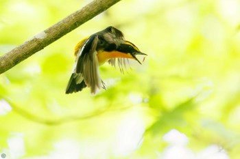 2024年4月29日(月) 早戸川林道の野鳥観察記録