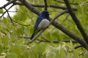 Blue-and-white Flycatcher 札幌モエレ沼公園 Wed, 5/8/2024