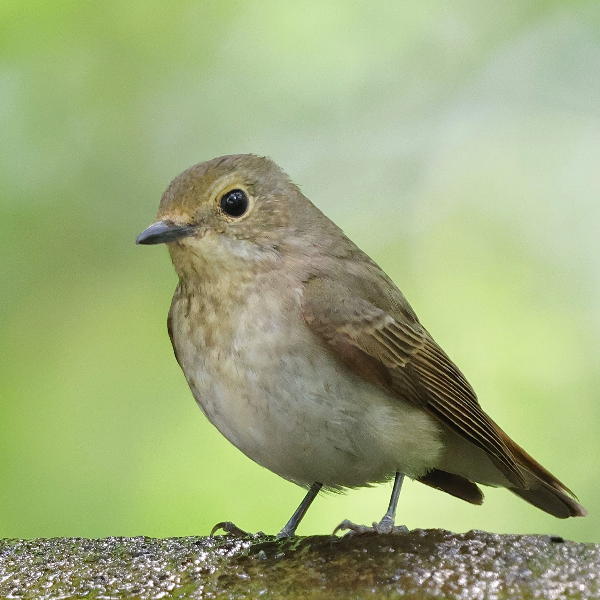 Narcissus Flycatcher