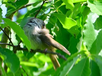 Japanese Bush Warbler 大和民俗公園 Sat, 5/4/2024