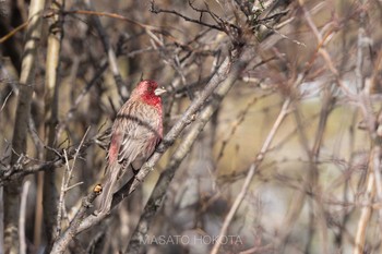 Streaked Rosefinch