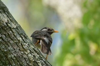 White-cheeked Starling 向山緑地(豊橋市) Fri, 5/3/2024