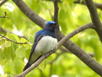 Blue-and-white Flycatcher 札幌モエレ沼公園 Wed, 5/8/2024