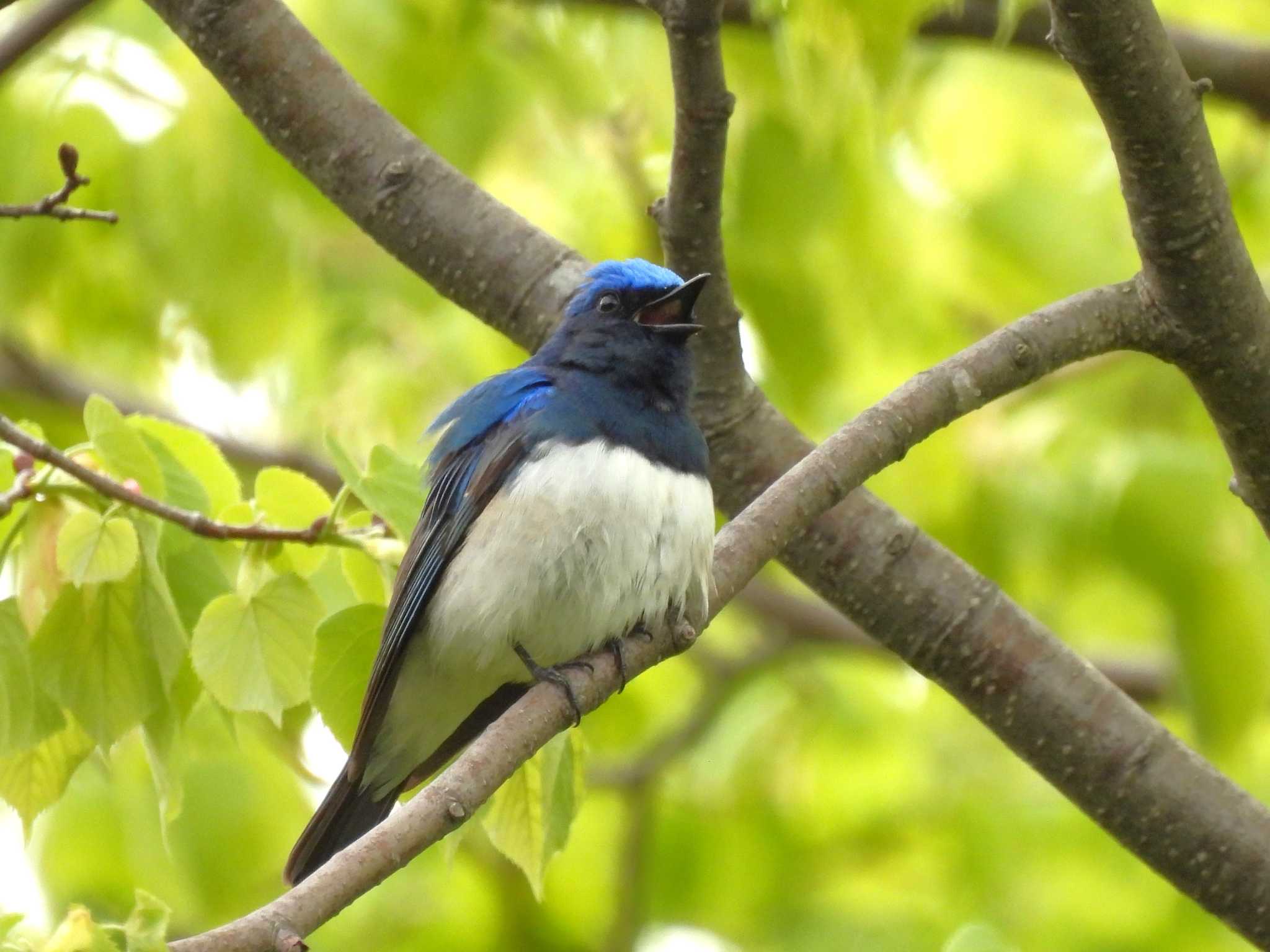 Photo of Blue-and-white Flycatcher at 札幌モエレ沼公園 by タッKun