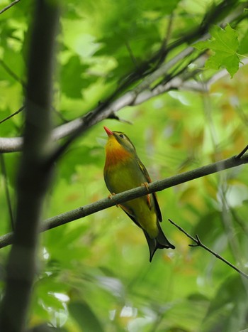 Red-billed Leiothrix 雪入ふれあいの里公園 Wed, 5/8/2024