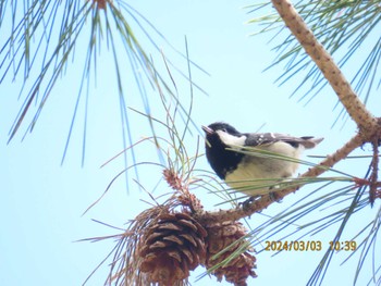 Coal Tit 恩賜箱根公園 Sun, 3/3/2024