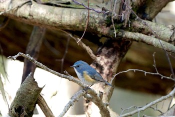 Red-flanked Bluetail 富士林道終点 Fri, 5/3/2024