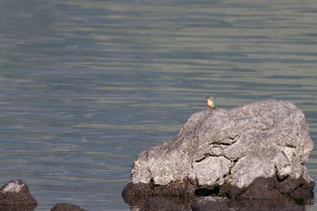 Common Kingfisher Lake Kawaguchiko Fri, 5/3/2024
