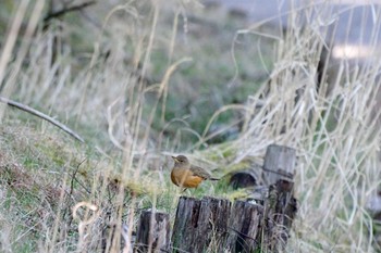 2024年5月3日(金) 精進口二合目の野鳥観察記録