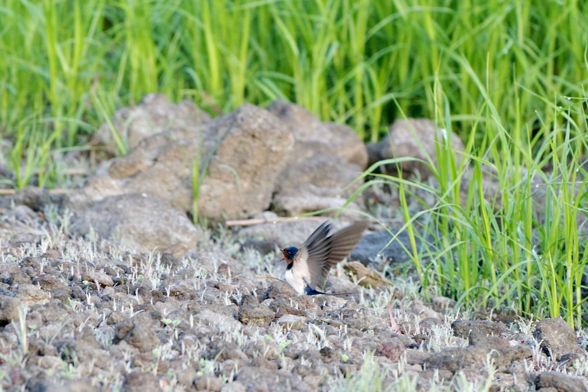 Photo of Barn Swallow at Lake Kawaguchiko by 關本 英樹