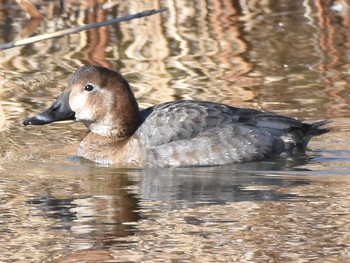 オオホシハジロ 葛西臨海公園 2019年1月3日(木)