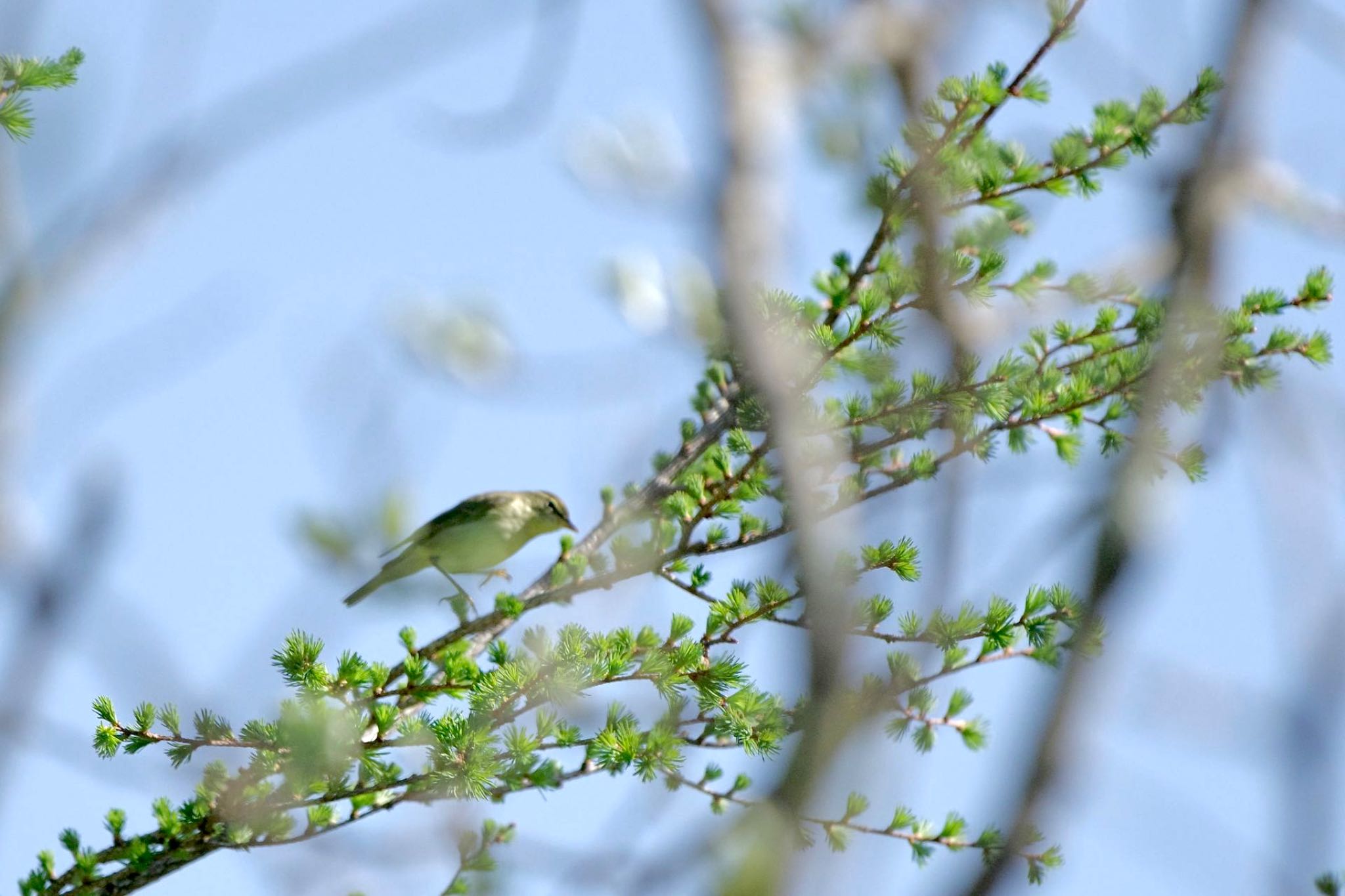 Japanese Leaf Warbler