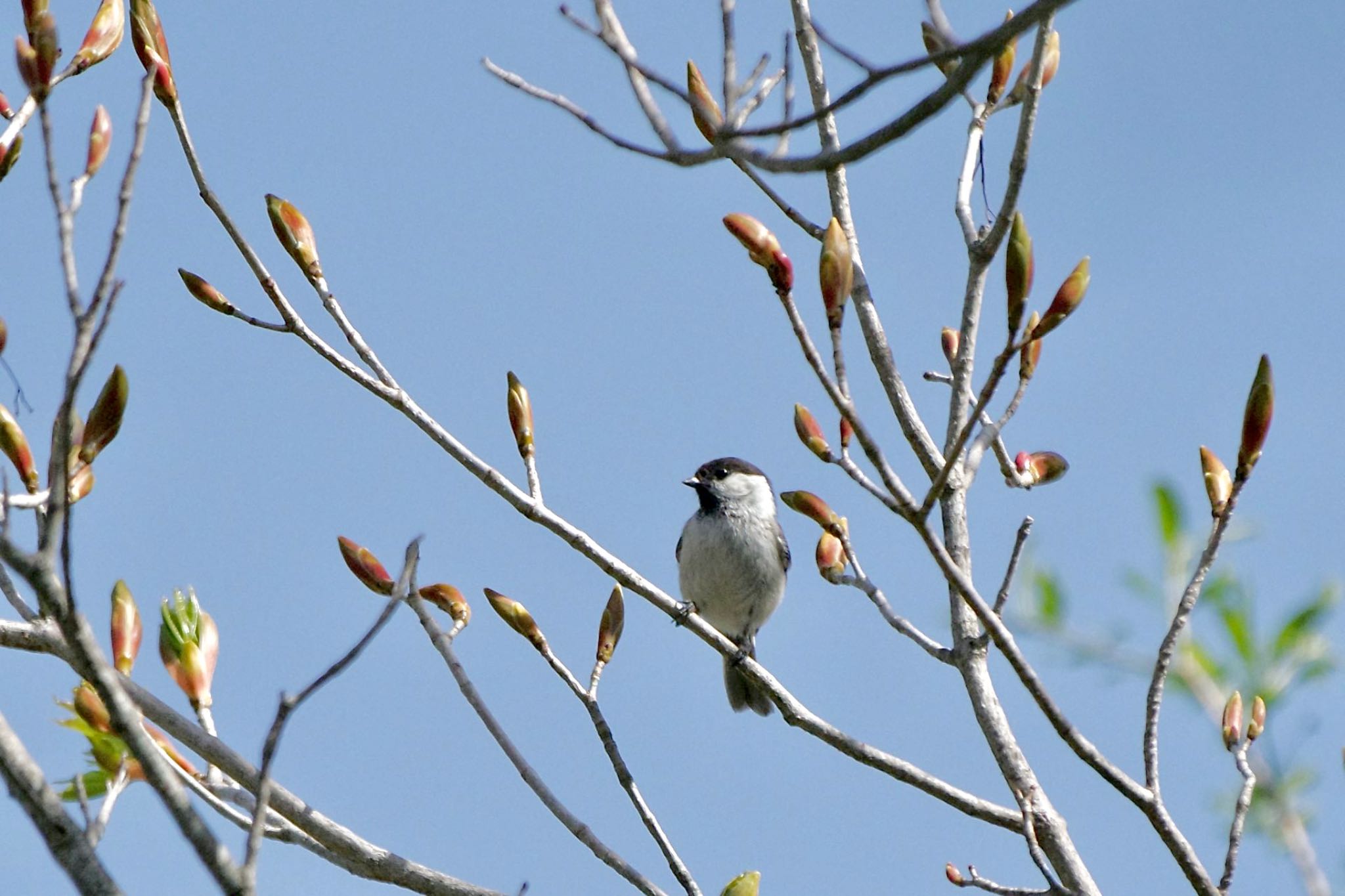 Willow Tit